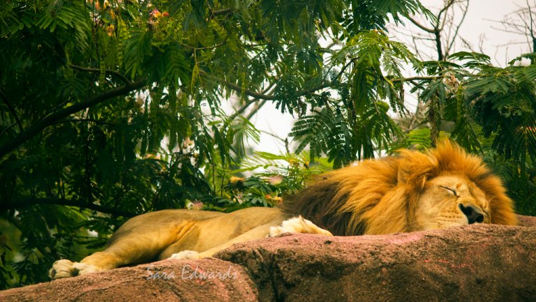 lions-sleep